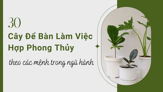 Top 30 cây để bàn làm việc hợp phong thủy theo từng mệnh 2024
